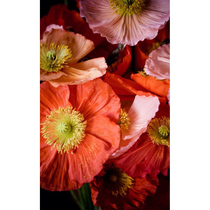 New printed DMC cross-stitch living room bedroom dining porch oil painting flowers and glamorous colorful flowers