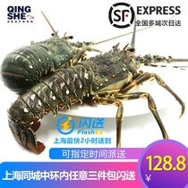 (Green Luxury)Indonesian imported seafood Fresh size Green lobster flower lobster Boston Lobster 250g only