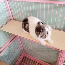 (Solid wood cat cage platform) suitable for about 70cm wide cat cage springboard rest platform solid board comfortable can be customized