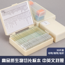 Biological microscope observation specimen section 10 pieces 30 pieces set of animal plant cell slide experiment primary and secondary school students children slide science experiment science science experiment insects and plants