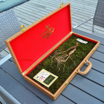 Wild mountain ginseng First-class product Changbai Mountain fresh ginseng with soil Wild mountain ginseng soup Northeast specialty cold brew wine