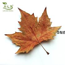 French sycamore golden Buddha light leaf specimen Forest photography window decoration teaching props DIY painting materials