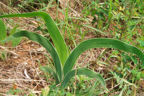 66%丙炔草铵膦果园林地苗圃杂草一扫光除草不伤土壤见效快除草剂