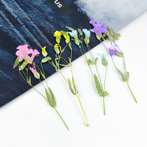 Sugen Xia grass Sugen starry embossed plant specimens handmade diy drop glue dried flower mobile phone shell material