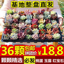 Multi-meat plant potted plant Composition Peach Egg Jade Dew Ruby Gidola Green Plant Flowers Horticulture