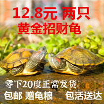 Can lay eggs pet little turtle fresh water two Brazilian tortoise long-lived tortoise gold fortune living couple network