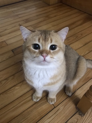 老顾客,物流速度快,质量好,没有线头,这款尺码略大,建议拍小一号! 老顾客,物流速度快,质量好,没有线头,这款尺码略大,建议拍小一号!