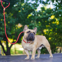 Small and medium dog p-chain bucket D-type connecting ring explosion-proof punch wear-resistant bite-resistant safety nylon dog collar traction rope