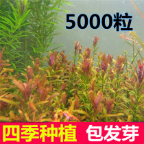 Coal tank decorated water seed viewing package four seasons of cylinder live freshwater seed plant sloth fish