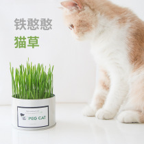 Buy 2 get 1 canned cat grass hair ball lazy cat grass seed soil culture planting suit