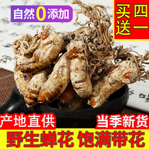 100g golden cicada flower Chinese herbal medicine wild golden cicada flower known Cordyceps Cordyceps sinensis spore powder health Cordyceps sinensis