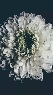 老顾客每年都买,价格工道,非常好,客服人很好,有问题马上解决了。 老顾客每年都买,价格工道,非常好,客服人很好,有问题马上解决了。