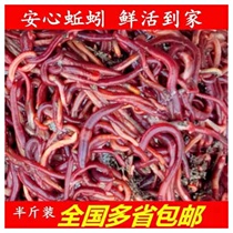 Earthworms Live Bait Living Red Fish Bait Fishing Wild Crucian Fish Wild Fishing Bait Bulk Breeding Fertilizer Fishing Hash