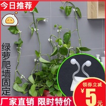 Green Ole Climbing Wall Thever Green Planting Fixer Wall-mounted Home Green Basket No Mark Wall Climbing Snap Ring Green Branch Sizing