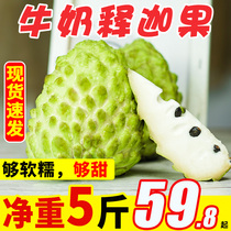 Pure fragrant fruit milk pineapple sakyamuno fruit fresh fruit Annona Ringo Buddha head melon Mou Ni fruit 5kg