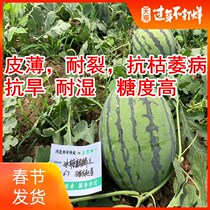 Watermelon seeds Yellow soil watermelon seeds 8424 Unicorn watermelon seeds Early ripening southern four seasons high yield extra-large fruit sloth