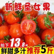 Pure fragrant fruit fresh sweet cherry tomatoes 5kg seasonal fruit tomatoes Millennium Whole box 10