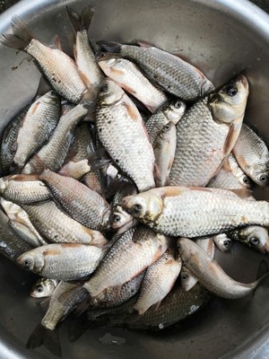 评测点评佳钓尼鱼竿有哪些系列，哪款型号比较好的？老司机说说！