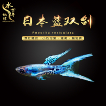 Japan Blue Double Sword Ornamental Fish Elf Peacock Fish Horse Crystal Tower Galactic Twin Sword Andras Tiger Veins Peacock Living