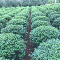 Little leaf virgin seedlings green sidewalk seedlings courtyard villa landscape four seasons evergreen spherical green hedge green engineering seedlings