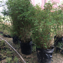 Bamboo pot ci xiao zhu landscape bamboo seedling xiao shun zhu phoenix zhu luo han zhu fo du zhu potted garden plants
