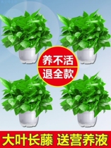 Green potted indoor plants are good for raising and absorbing formaldehyde. Hydroponic flowers green plants large green baskets new houses deodorization and formaldehyde