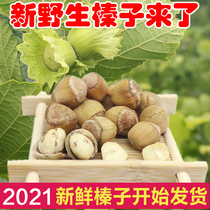 Northeast specialty Tieling Wild Mountain hazelnuts 2021 fresh small hazelnuts with green skin raw water kernel green skin nuts 500g