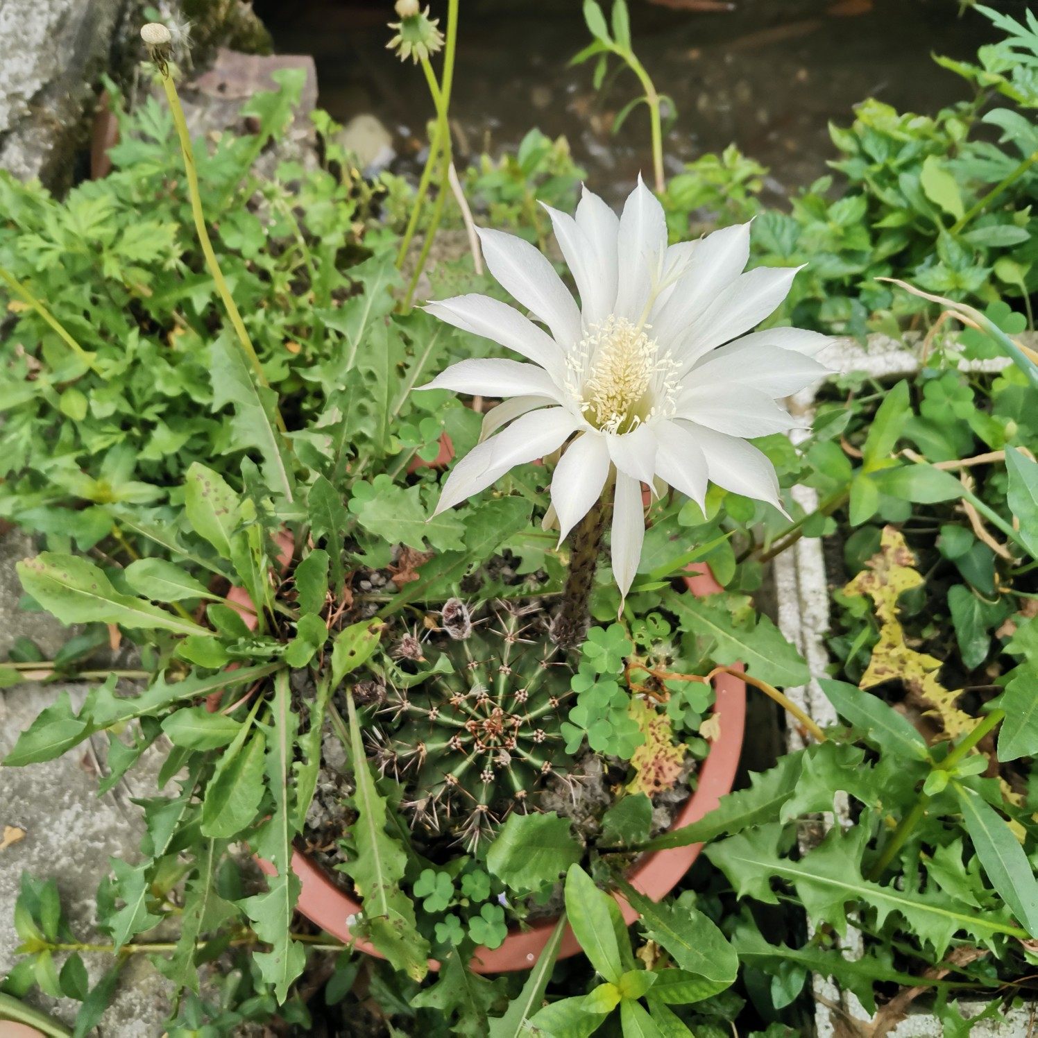 商用40斤袋装四川醪糟米酒酿糯米手工农家餐饮火锅冰粉甜品奶茶