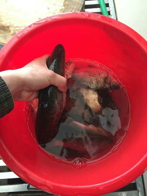 体验【质量反馈】达亿瓦鱼竿怎么样，真的有那么好用吗？说说