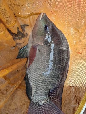 不错,这款鱼竿很好,很轻,手感不错,喜欢,值得购买 不错,这款鱼竿很好,很轻,手感不错,喜欢,值得购买