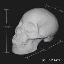 Large skull plaster model female skull sketch still life sketching art art teaching materials geometry