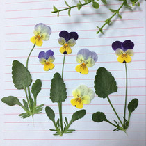 Pansy incense cordierite horn cordierite diy bookmark greeting card flower material Aromatherapy candle dry petal makeup paste face photo charge flower