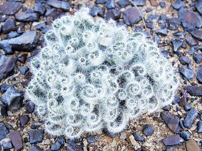 正所谓书到用时方恨少，当你看到这条评论的时候，其实我已经历了一场剧烈的思想挣扎，我感到愧对自己的语文老师，愧对自己的母校，愧对曾经拜倒在我文采之下的广大女性群众。我懊恼我悔恨，要不是想当年我以为自己明明可以靠爆棚的颜值吃饭放弃了对文学的热爱，如今就不会连这短短的100字都不知道怎么编！我惭愧，淘宝用了13年了那个淘什么值居然900都不到！那个什么88会员都买不起！于是乎，胡编乱造在这写评论！好吧，言归正传：尾巴那里有开线，内裤贴牌在前面要剪掉，做工细节差一点，铃铛的带子味道很重，要放几天。