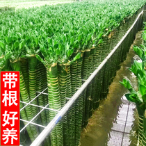 With roots rich bamboo water breeding simulation desktop thick and high-rise home office dedicated desk simple transfer bamboo