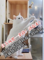 Ade trainer recommends white with the same silkworm cocoon to tease cat stick cat toy imported from Japan