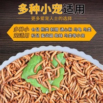 Bread worms live yellow mealworm live insects fresh insects turtle hamster feed fish bait birds live fish food Live