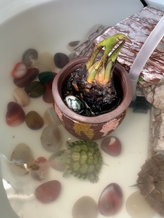 真水草鱼缸水族箱中后景红荷根造景青荷根1颗淡水植物懒人阴性 原价9.