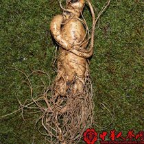 Fresh ginseng wine special northeast Jilin Changbai Mountain specialty with soil fresh ginseng extra large single can be equipped with gift box