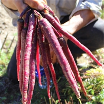 With box 4 catties raw to eat fresh Goldfinger purple carrot crispy and fresh radish