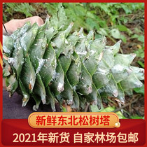 Northeast wild pine cones Changbai Mountain fresh pine tower with pine nuts squirrel grain decoration pine cone super large red pine Tower new goods