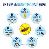 Master Zhao cockroach gel bait cockroach medicine