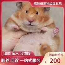 (Snow North Xiangnan)Cinnamon domestic bear Rare coat color Long-haired short-haired golden Silk Bear Shih Tzu Bear Golden Silk rat Live animal