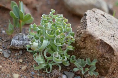 正所谓书到用时方恨少，当你看到这条评论的时候，其实我已经历了一场剧烈的思想挣扎，我感到愧对自己的语文老师，愧对自己的母校，愧对曾经拜倒在我文采之下的广大女性群众。我懊恼我悔恨，要不是想当年我以为自己明明可以靠爆棚的颜值吃饭放弃了对文学的热爱，如今就不会连这短短的100字都不知道怎么编！我惭愧，淘宝用了13年了那个淘什么值居然900都不到！那个什么88会员都买不起！于是乎，胡编乱造在这写评论！好吧，言归正传：尾巴那里有开线，内裤贴牌在前面要剪掉，做工细节差一点，铃铛的带子味道很重，要放几天。