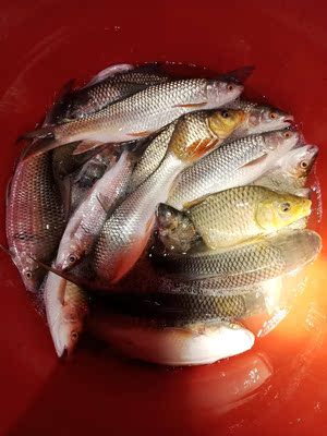 用了段时间手感不错。久抛不累。就是遛鱼急不得 用了段时间手感不错。久抛不累。就是遛鱼急不得