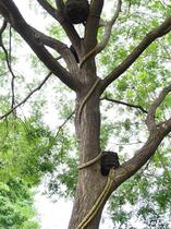 Simulation tree rattan wire tube decoration Campus soft cover branch set Street casing Dead tree rattan threading tube artifact