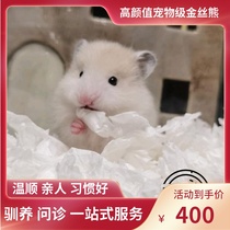 (Snow North Xiangnan) Black and yellow Polychrome bear Domestic bear Long-haired short-haired golden Silk Bear Golden Silk Rat Shih Tzu Bear live animal