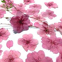Romantic cherry blossom elm leaf plum flower specimen diy dried flower crystal epoxy wax sheet Childrens handmade material face makeup