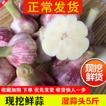 (Chang hair) 2020 purple garlic fresh garlic fresh garlic sweet and sour fresh garlic now dig 5kg Laba wet garlic