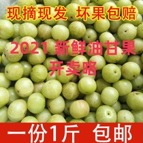 Special price 1kg of fresh oil and fruit fruit green olive pregnant womens sour fruit sweet fruit