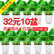 Long Vine green potted plant indoor hanging formaldehyde purification air flower green plant big green basket bonsai green Luo